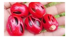 Varietas Pala Ternate I.  (Rakyatmu)