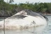 Paus Terdampar di Pantai Lede, Kabupaten Pulau Taliabu. (Istimewa)