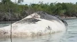 Paus Terdampar di Pantai Lede, Kabupaten Pulau Taliabu. (Istimewa)