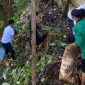 Mahasiswa KKSD UMMU Ternate Melakukan Bakti Sosial Membersihkan Sampah Sepanjang Kalibobo, Kelurahan Ngade (Saiful for Rakyatmu)