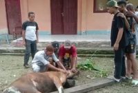 Alumni SMA Negeri 4 Halmahera Utara Serahkan Hewan Kurban. (Rakyatmu)