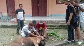 Alumni SMA Negeri 4 Halmahera Utara Serahkan Hewan Kurban. (Rakyatmu)