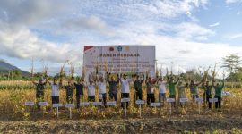 Harita Nickel bersama Kodim 1509/Labuha dan Dinas Pertanian Melakukan Panen Perdana kedelai di Desa Panamboang. (Humas for Rakyatmu)