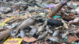 Ribuan Ikan Mati di Pesisir Pantai Sasa. (Rakyatmu)