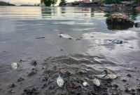 Ikan Mati di Bibir Pantai Kelurahan Sasa. (Rakyatmu)