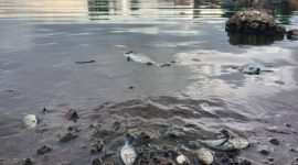 Ikan Mati di Bibir Pantai Kelurahan Sasa. (Rakyatmu)
