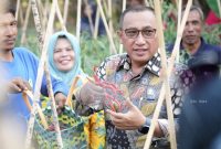 Wali Kota Ternate Panen Cabai Bersama Kelompok Bina Tani 2. (Ko Edo Huka)