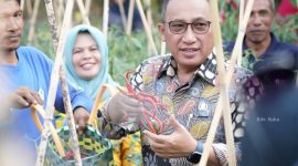 Wali Kota Ternate Panen Cabai Bersama Kelompok Bina Tani 2. (Ko Edo Huka)