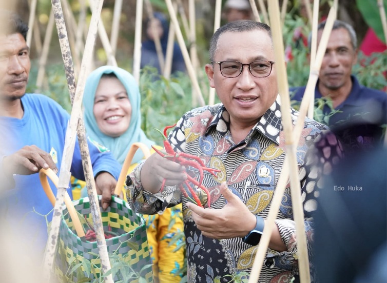 Wali Kota Ternate Panen Cabai Bersama Kelompok Bina Tani 2. (Ko Edo Huka)
