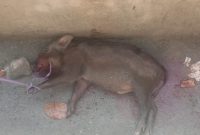 Babi Hutan yang Masuk Rumah Warga. (Rakyatmu)