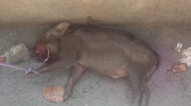 Babi Hutan yang Masuk Rumah Warga. (Rakyatmu)