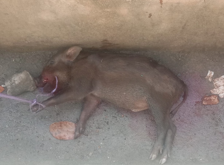 Babi Hutan yang Masuk Rumah Warga. (Rakyatmu)