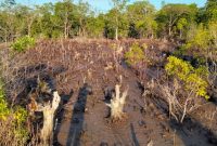 Pohon Mangrove yang Ditebang di Desa Indomut, Kabupaten Halmahera Selatan. (Rakyatmu)