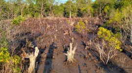 Pohon Mangrove yang Ditebang di Desa Indomut, Kabupaten Halmahera Selatan. (Rakyatmu)