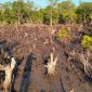 Pohon Mangrove yang Ditebang di Desa Indomut, Kabupaten Halmahera Selatan. (Rakyatmu)