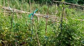 Lokasi Pertanian di Kelurahan Togafo, Kota Ternate. (Rakyatmu)