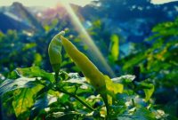 Tanaman Bulanan yang Menggunakan Metode Urban Farming. (Rakyatmu)