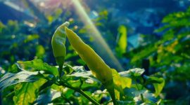 Tanaman Bulanan yang Menggunakan Metode Urban Farming. (Rakyatmu)