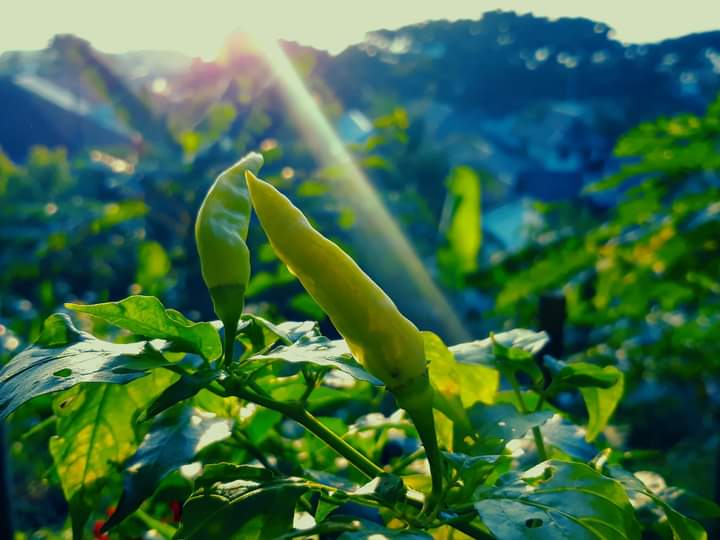 Tanaman Bulanan yang Menggunakan Metode Urban Farming. (Rakyatmu)
