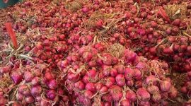 Bawang Merah (Ilustrasi/Rakyatmu)