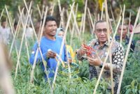 Petani di Kota Ternate Dapat Pelindungan BPJS Ketenagakerjaan. (Ilustrasi/Ko Edo)