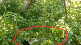 Asis Hasan Ditemukan Meninggal di Bawah Pohon Kelapa. (Rakyatmu)