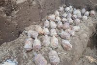Bom Granat dan Amunisi Bekas Perang Dunia II di Desa Towara, Halmahera Utara. (Rakyatmu)