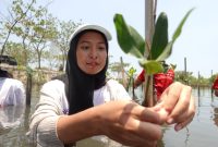 Aksi Menanam 5.000 Bibit Mangrove. (Alfiyah)