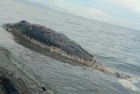 Bangkai seekor ikan paus terdampar di pesisir pantai Desa Umaga, Kabupaten Kepulauan Sula. (Rakyatmu)