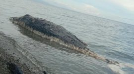 Bangkai seekor ikan paus terdampar di pesisir pantai Desa Umaga, Kabupaten Kepulauan Sula. (Rakyatmu)