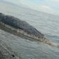 Bangkai seekor ikan paus terdampar di pesisir pantai Desa Umaga, Kabupaten Kepulauan Sula. (Rakyatmu)