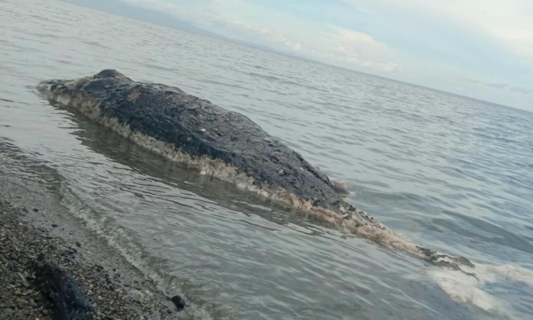 Bangkai seekor ikan paus terdampar di pesisir pantai Desa Umaga, Kabupaten Kepulauan Sula. (Rakyatmu)