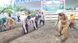 Kapolres Kepulauan Sula, AKBP Kodrat Muh Hartanto Bersama Perwakilan Pemda Tanam Jagung di Desa Waiman. (Istimewa)