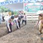 Kapolres Kepulauan Sula, AKBP Kodrat Muh Hartanto Bersama Perwakilan Pemda Tanam Jagung di Desa Waiman. (Istimewa)