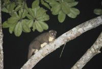 Kuskus Obi yang terpantau di saat pemantauan Flora dan Fauna di sekitar Kawasan Industri Obi. (Harita Nickel)