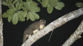 Kuskus Obi yang terpantau di saat pemantauan Flora dan Fauna di sekitar Kawasan Industri Obi. (Harita Nickel)