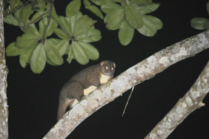 Kuskus Obi yang terpantau di saat pemantauan Flora dan Fauna di sekitar Kawasan Industri Obi. (Harita Nickel)