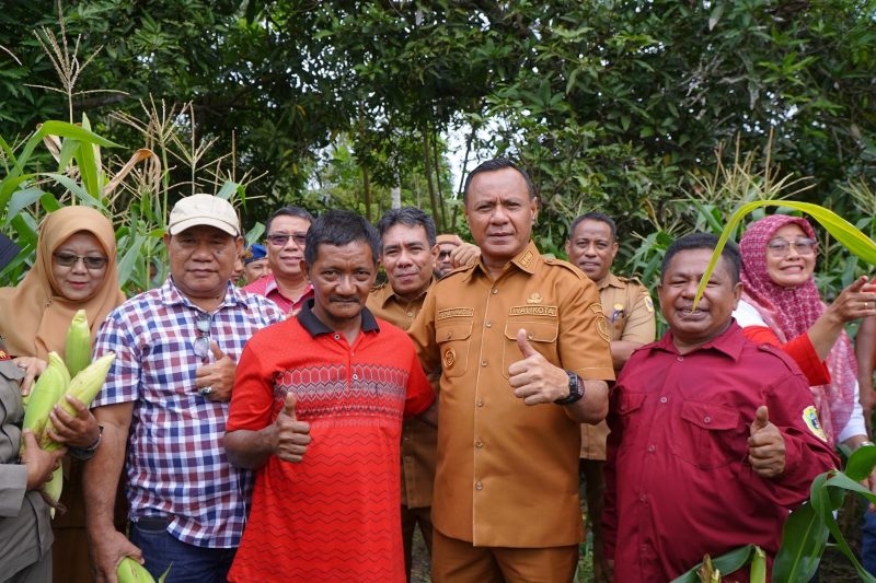 Wali Kota Tidore Kepulauan, Muhammad Sinen menghadiri kegiatan panen jagung di Kelurahan Dowora, Kecamatan Tidore Timur. (Istimewa)