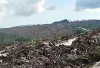 Penebangan Hutan di Pulau Mangoli oleh PT Sampoerna. (Rakyatmu)