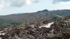Penebangan Hutan di Pulau Mangoli oleh PT Sampoerna. (Rakyatmu)