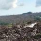Penebangan Hutan di Pulau Mangoli oleh PT Sampoerna. (Rakyatmu)