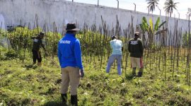 Warga Binaan Lapas Kelas IIB Sanana Mengikuti Pelatihan Menanam Tanaman Hortikultura. (Rakyatmu)