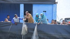 Panen udang vaname di Kampung Budidaya Udang Vaname, Kelurahan Dowora, Kecamatan Tidore Timur. (Istimewa)