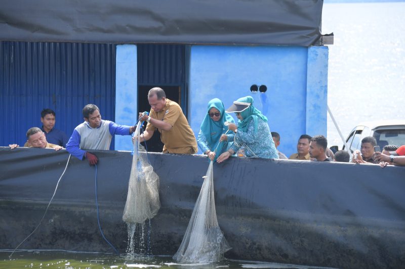 Panen udang vaname di Kampung Budidaya Udang Vaname, Kelurahan Dowora, Kecamatan Tidore Timur. (Istimewa)