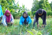 Tim Penggerak PKK Kota Tidore Kepulauan panen perdana Bawang Merah Topo hasil budidaya kelompok tani berkah rezeki yang merupakan kelompok tani binaan PKK Tidore. (Istimewa)
