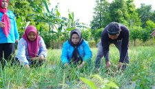 Tim Penggerak PKK Kota Tidore Kepulauan panen perdana Bawang Merah Topo hasil budidaya kelompok tani berkah rezeki yang merupakan kelompok tani binaan PKK Tidore. (Istimewa)