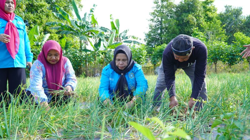 Tim Penggerak PKK Kota Tidore Kepulauan panen perdana Bawang Merah Topo hasil budidaya kelompok tani berkah rezeki yang merupakan kelompok tani binaan PKK Tidore. (Istimewa)