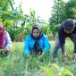 Tim Penggerak PKK Kota Tidore Kepulauan panen perdana Bawang Merah Topo hasil budidaya kelompok tani berkah rezeki yang merupakan kelompok tani binaan PKK Tidore. (Istimewa)