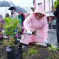 Dinas Lingkungan Hidup Kota Tidore Kepulauan bersama TP-PKK melakukan penghijauan di Tidore Kepulauan. (Istimewa)