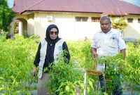 Panen perdana cabai di Kebun Percontohan TP PKK di halaman Kantor BPP Kecamatan Tidore, Kelurahan Cobodoe, Kota Tidore Kepulauan. (Istimewa)